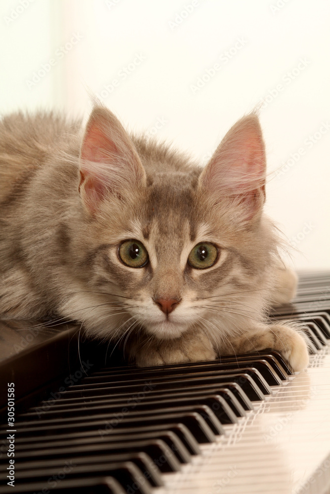 chat tapi sur les touches du piano- chat musicien Stock Photo | Adobe Stock