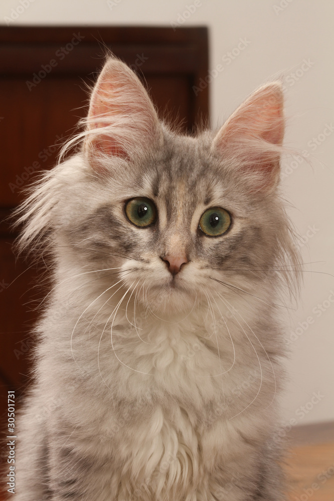 portrait de chat - Katze Porträt