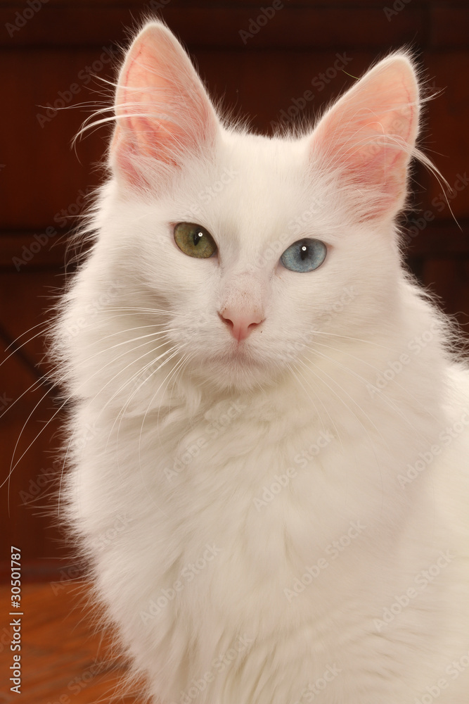 portrait du chat angora turc