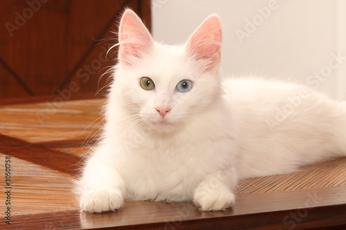 Фотография pureté du chat angora turc aux yeux de couleurs différentes