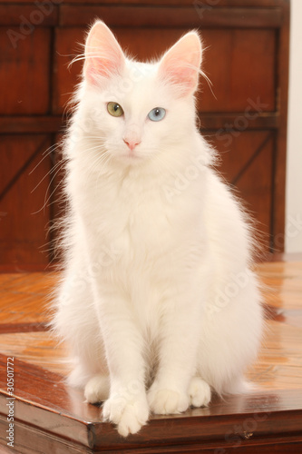 pose élégante du chat angora turc