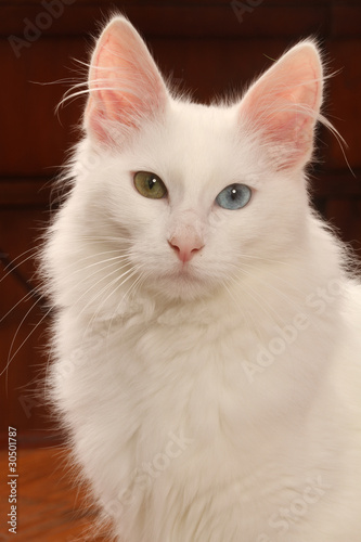 portrait du chat angora turc