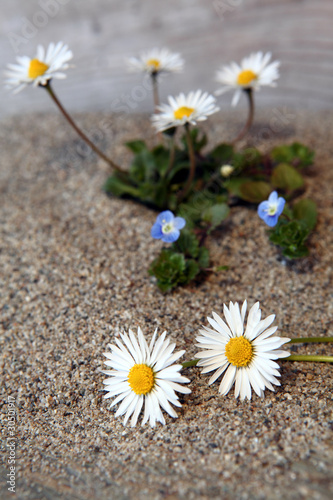 margheritine su sabbia © Silvano Rebai