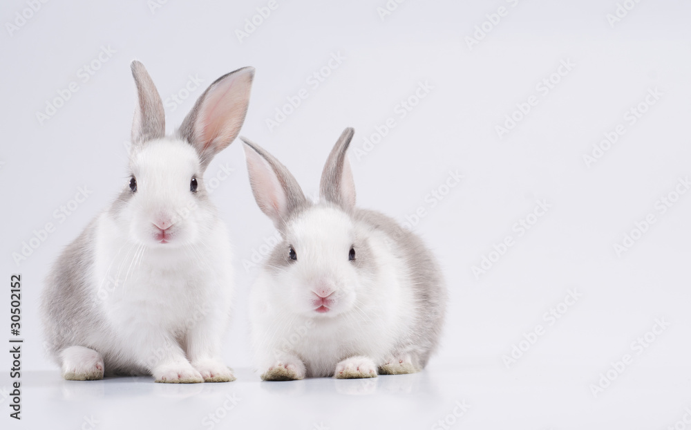 2 rabbit
