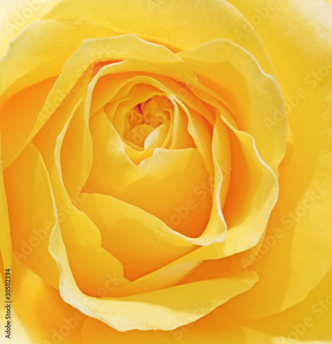 Beautiful macro close up of fresh sprring rose flower with vibra