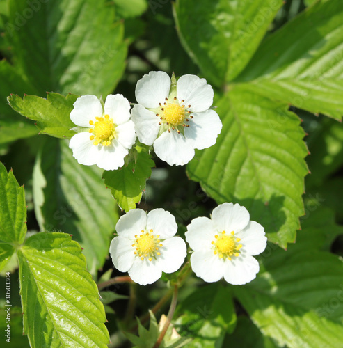 Woodland strawberry