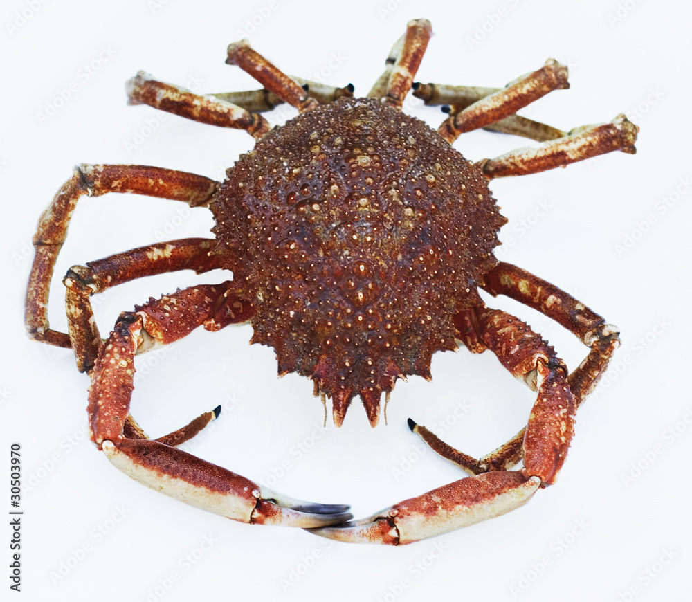 seespinne StockFoto Adobe Stock