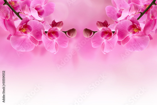 Murais de parede beautiful pink orchid flower