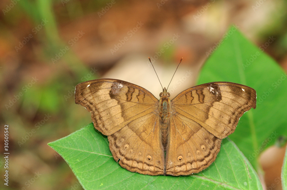 Obraz premium Chocolate Pansy