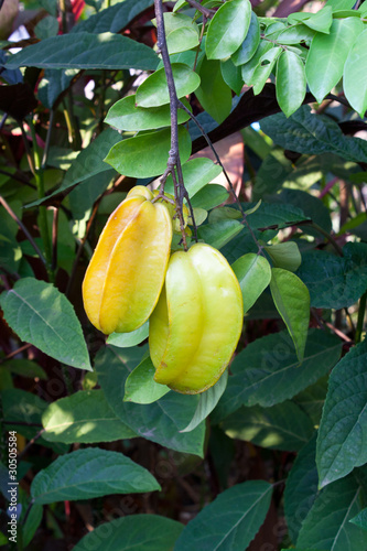 averrhoa of Thailand photo