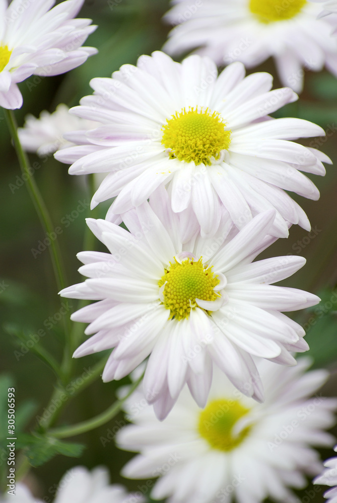 Fototapeta premium flowers