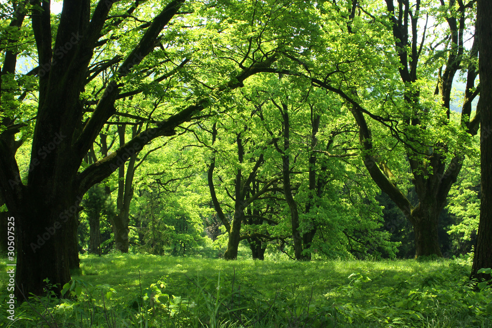 Summer forest with green grass and trees Summer forest with green grass and trees