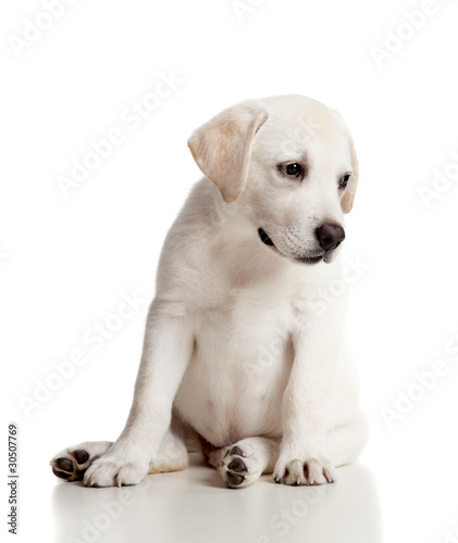 Fototapeta Naklejka Na Ścianę i Meble -  Labrador baby