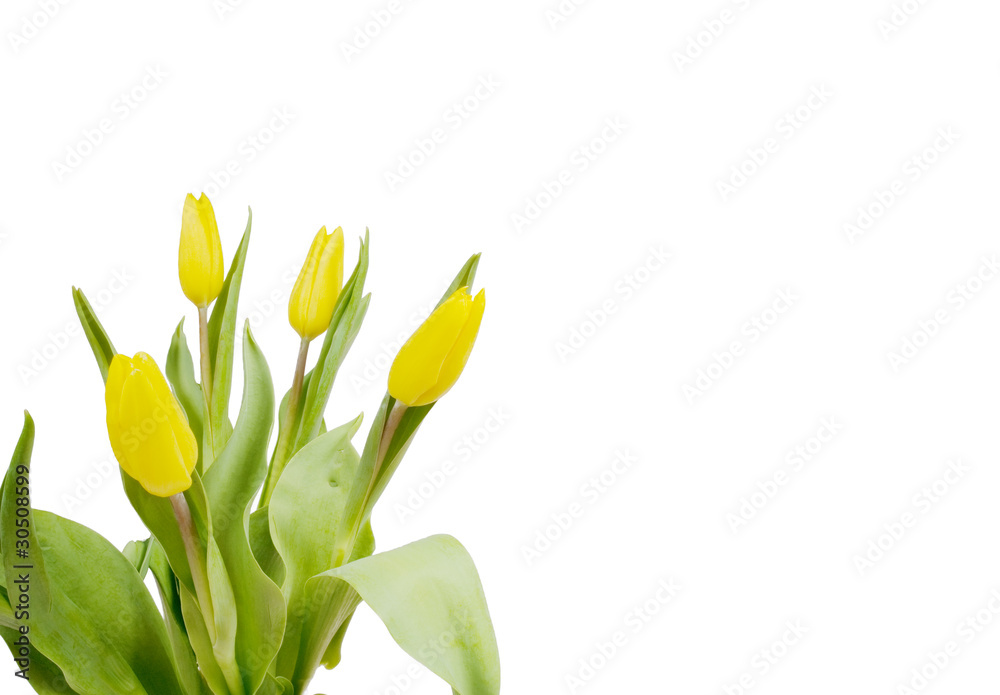 Congratulations card with the yellow tulips Congratulations card with the yellow tulips