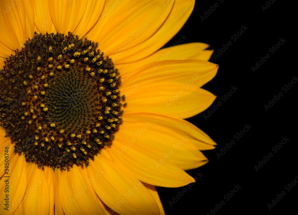 Obraz premium Sunflower