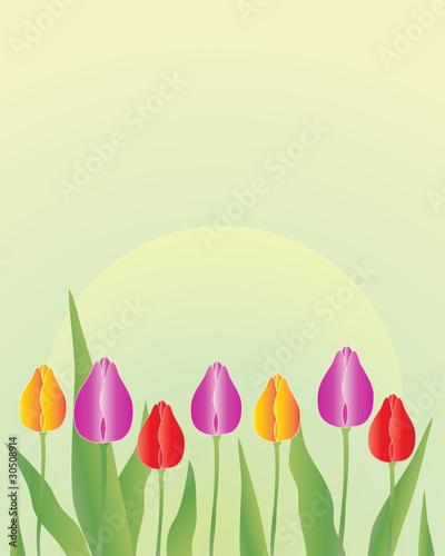 tulip flowers in springtime