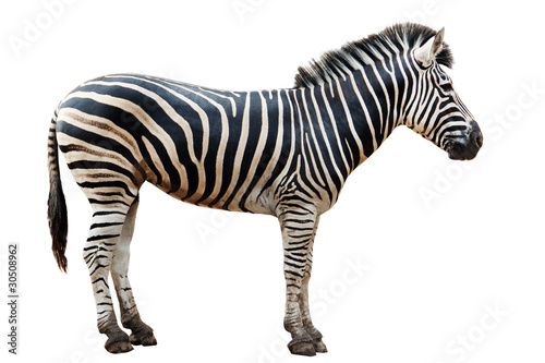 Zoo single  burchell zebra isolated on white background photo