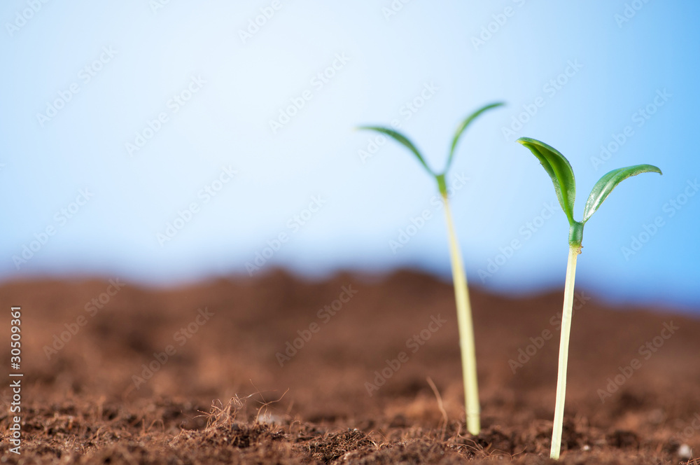 Green seedling illustrating concept of new life Green seedling illustrating concept of new life