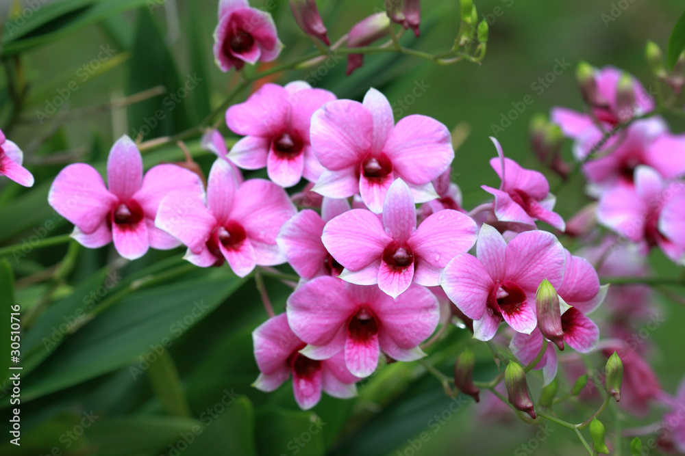 a group of pink orchids a group of pink orchids