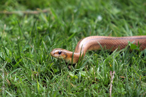 Boa constrictor snake, nature animal photo