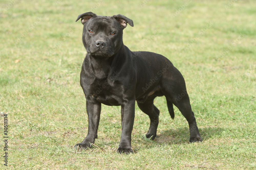 staffordshire bull terrier en position standard