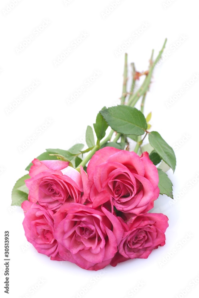Fototapeta premium Rosen