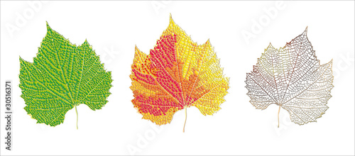 Life cycle of leaf