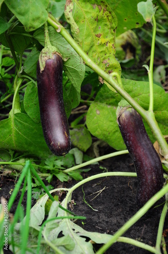 aubergine (eggplant) field