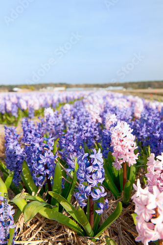 Purple and pink Hyacinths
