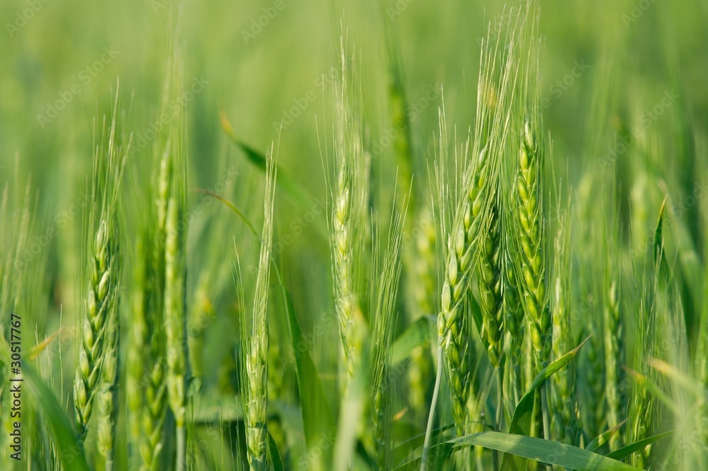 Agriculture Agriculture
