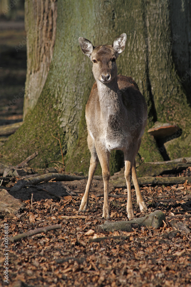 Fototapeta premium Damwild