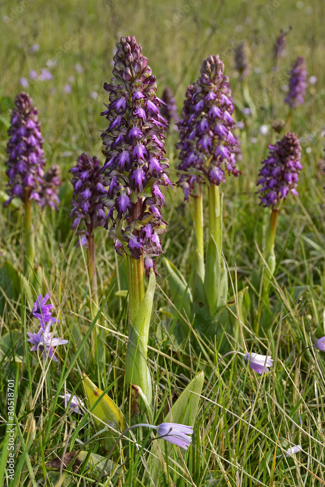 Fototapeta premium Orchis pourpré02