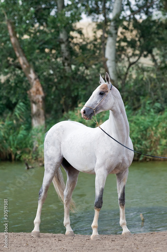 white akhal-teke horse stallion portrait in summer
