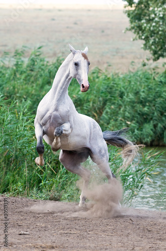 white akhal-teke horse stallion portrait in summer