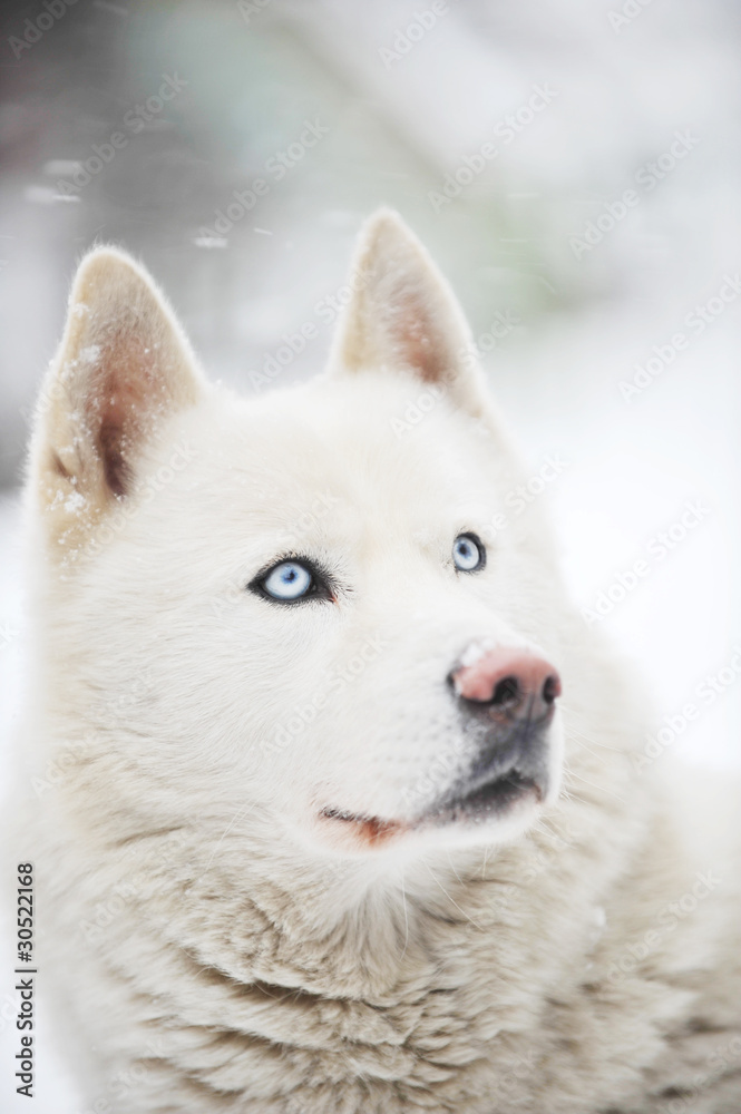 Obraz premium big dog