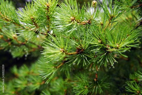 green fir with drops