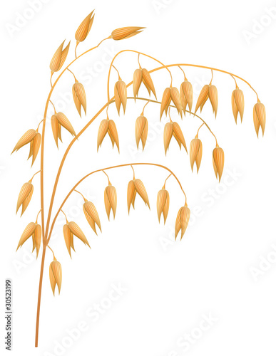 Ear of oats on a white background. Vector illustration.