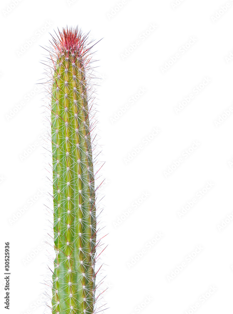 Cactus aislado sobre fondo blanco. Cactus aislado sobre fondo blanco.