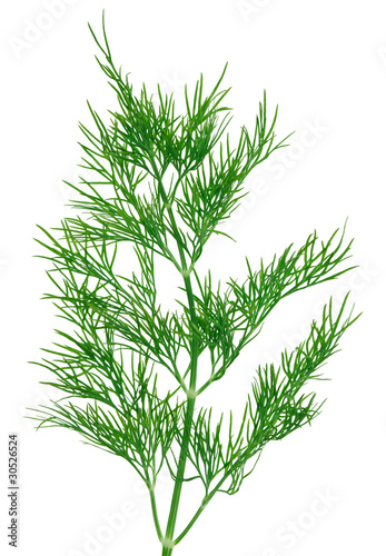 Fresh green dill  twigs, isolated