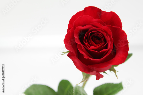 Fototapeta Naklejka Na Ścianę i Meble -  Gorgeous Red Rose