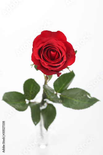 Red Rose in Vase