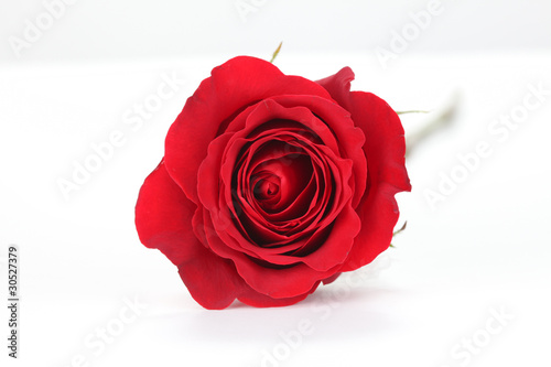 Red Rose on Table