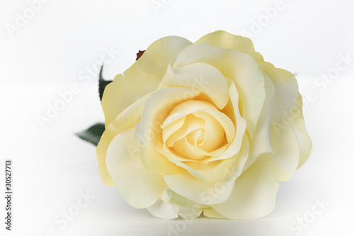 Single White Rose
