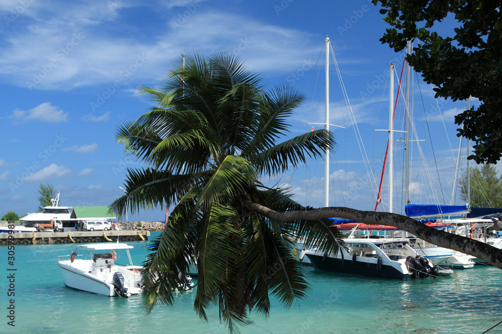 Fototapeta premium cocotier penché, port de la Digue aux Seychelles