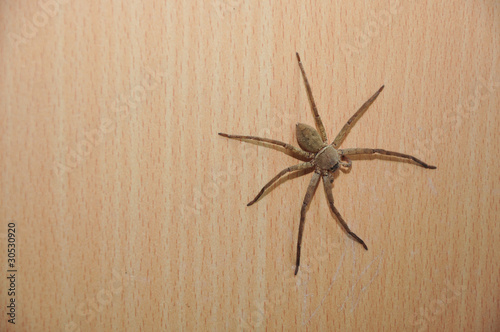 Home Spider © kunanon