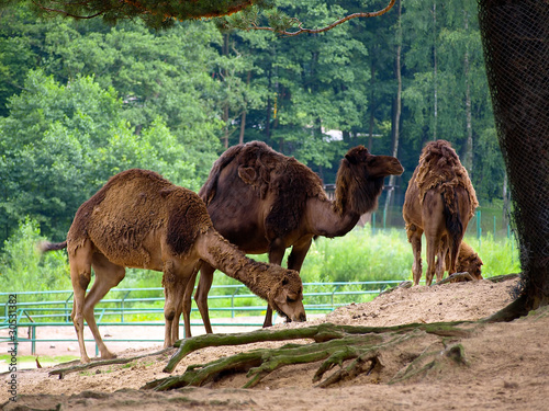 Three camels hiding under a tree at the zoo in Oliwa, Poland.