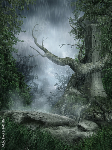 Deszczowa sceneria ze starym drzewem