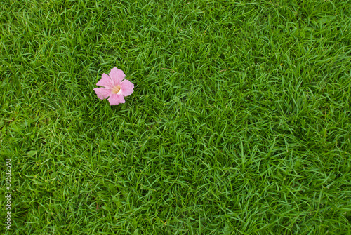 A flower on grass
