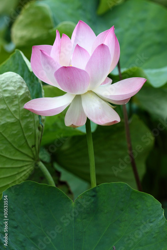 Fototapeta Naklejka Na Ścianę i Meble -  fleur de lotus rose