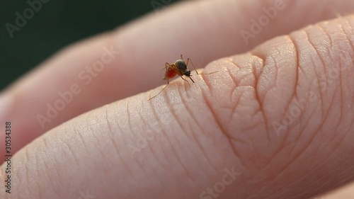 Mosquito sucking blood from human finger then flying away